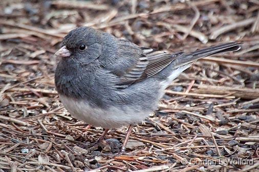 Dark-eyed Junco (Slate Form)_24804.jpg - Dark-eyed Junco (Junco hyemalis), Slate-colored form photographed at Ottawa, Ontario - the capital of Canada.